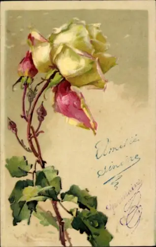 Präge Künstler Ak Catharina Klein, Weiße Rosen