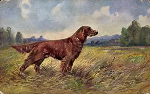 Künstler Ak Brauner langhaariger Hund auf einer Wiese, Halsband, Jagdhund