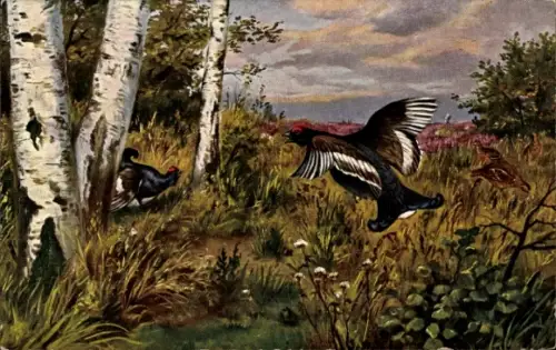 Ak Auerhühner im Wald, Birken