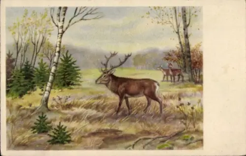 Künstler Ak Waldpartie, Hirsche