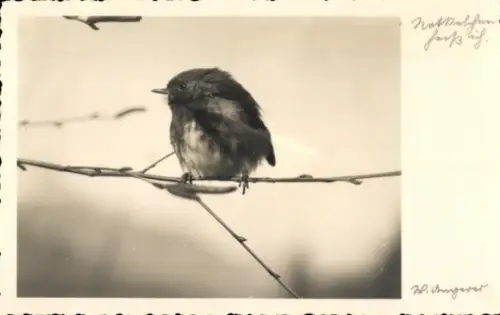 Ak Rotkehlchen, Vogel