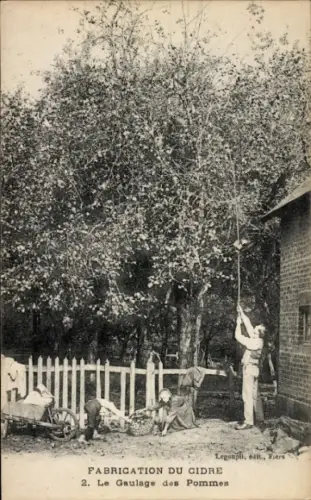 CPA Fabrication du Cidre, Le Gaulage des Pommes