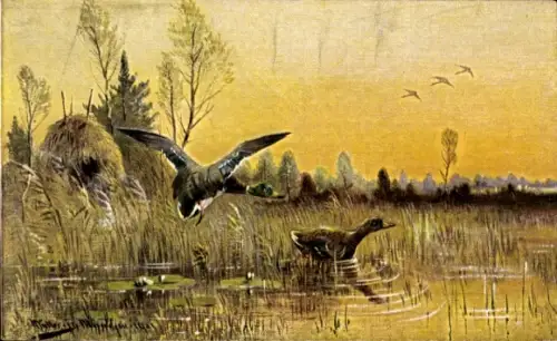 Künstler Ak Müller, M. jun., Enten auf dem Wasser