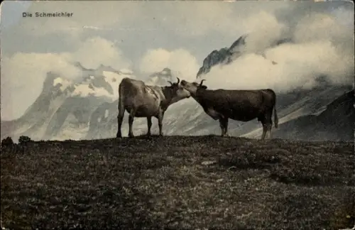 Ak Schmeichler, Rinder, Gebirge