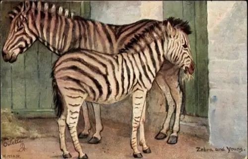 Ak Zebra and Young, Mutter mit Jungtier