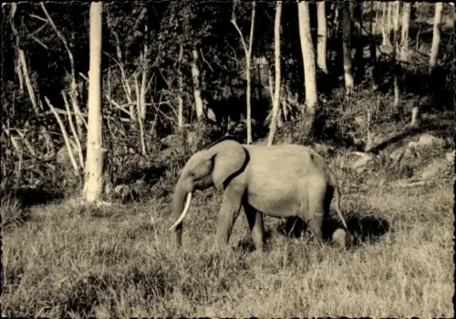 Ak Elefant, Wiese, Wald im Hintergrund
