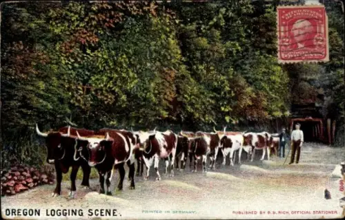 Ak Oregon USA, Rinder
