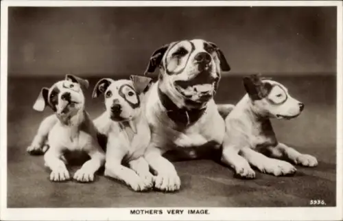 Ak Hunde, Welpen, Jungtiere