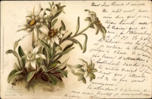 Litho Blumen, Edelweiß