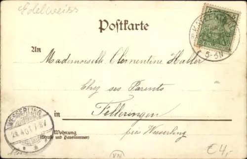 Litho Blumen, Edelweiß