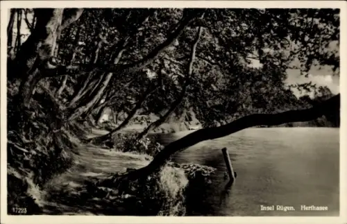 Ak Insel Rügen,  Herthasee, Bäume am Ufer, ruhiges Wasser