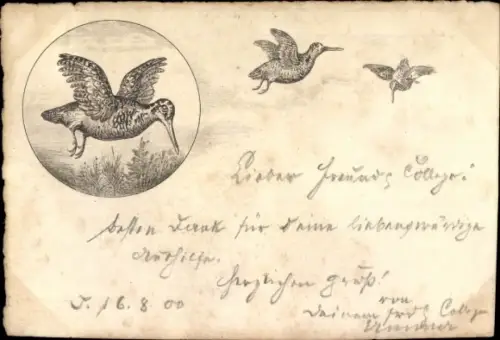 Ak Vögel im Flug, Fliegende Vögel