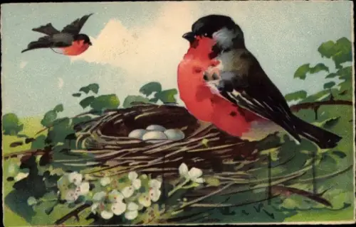 Künstler Ak Klein, Catharina, Vögel, Vogelnest