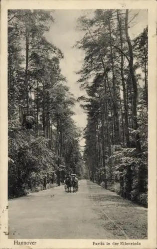 Ak Eilenriede Hannover in Niedersachsen, Waldweg