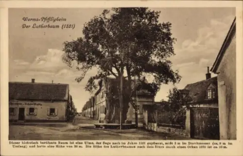 Ak Pfiffligheim Worms am Rhein, Lutherbaum, Straßenpartie