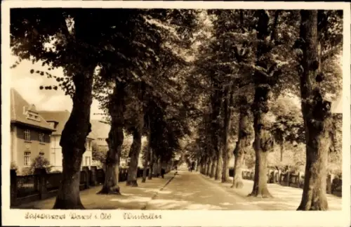 Ak Varel in Oldenburg Jadebusen, Windallee