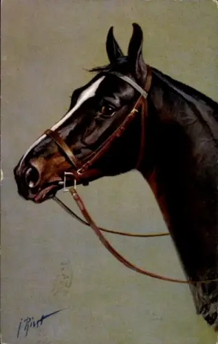 Künstler Ak Pferdeportrait, Pferd mit Zaumzeug