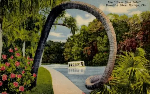 Ak Silver Springs Florida USA, Pferdehufpalme, Fluss, Boot, tropische Pflanzen, Blumen