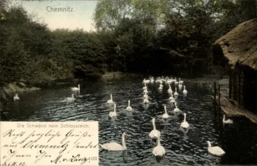 Ak Chemnitz in Sachsen,  Schwäne im Schlossteich, Grüße von M. v. Läng