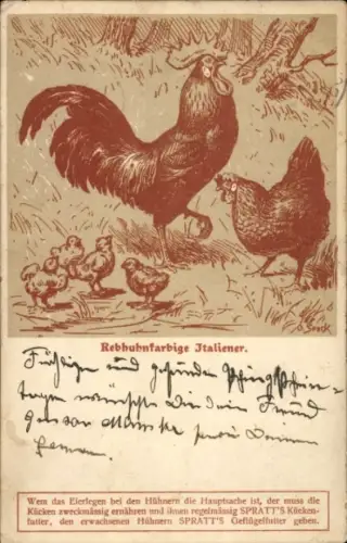 Künstler Ak Rebhuhnfarbige Italiener, Hühner