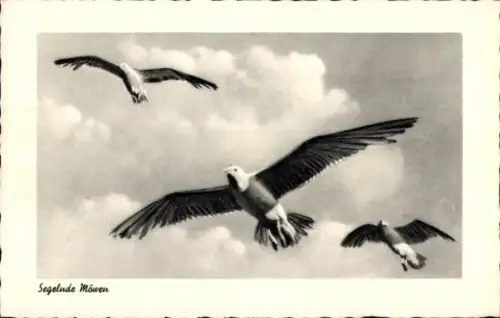 Ak Segelnde Möwen, Vögel