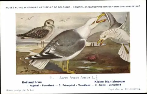 Künstler Ak Dupond, Hub., Larus fuscus, Heringsmöwe