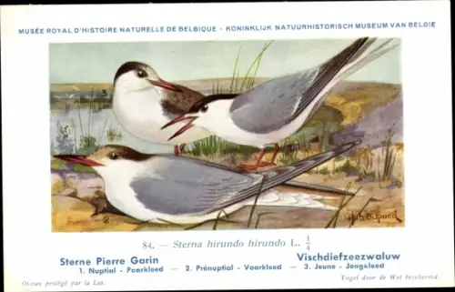 Künstler Ak Dupond, Hub., Sterna hirundo, Fluss Seeschwalbe