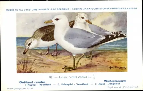 Künstler Ak Dupond, Hub., Larus canus, Sturmmöwe