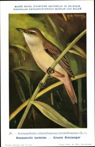 Künstler Ak Dupond, Hub., Acrocephalus arundinaceus, Drosselrohrsänger