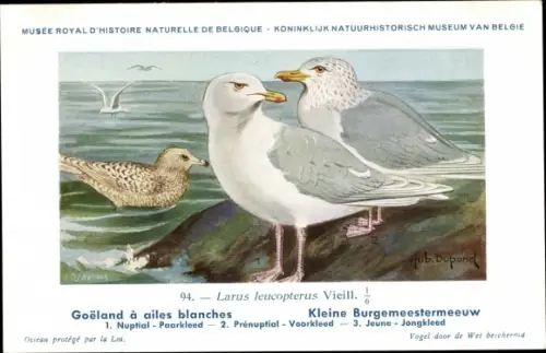 Künstler Ak Dupond, Hub., Larus leucopterus, Polarmöwe
