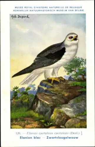 Künstler Ak Dupond, Hub., Elanus caeuleus, Gleitaar