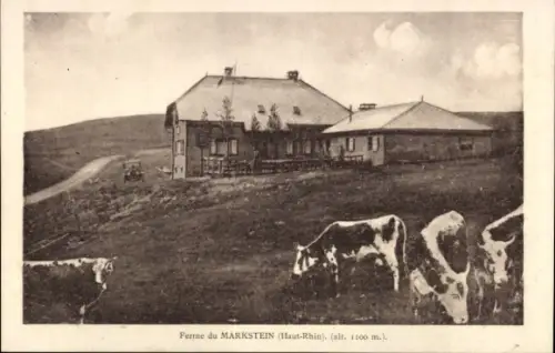 Ak Lucelle Lützel Elsass Haut-Rhin, Bauernhof, Kühe, Landschaft, Ferme du MARKSTEIN,  1100 m