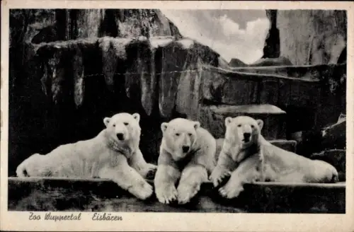 Ak Wuppertal in Nordrhein Westfalen, Drei Eisbären im Gehege, Zoologischer Garten
