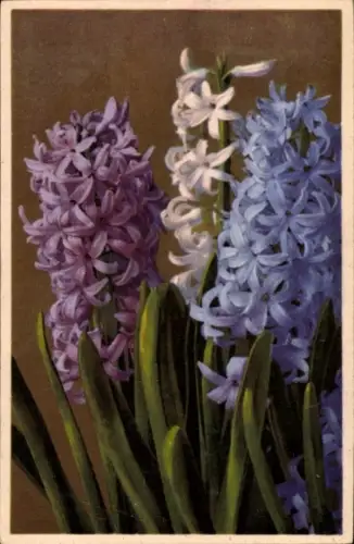 Ak Gartenhyazinthe, Pflanze