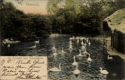 Ak Chemnitz in Sachsen,  Schwäne im Schlossteich,  von 1522