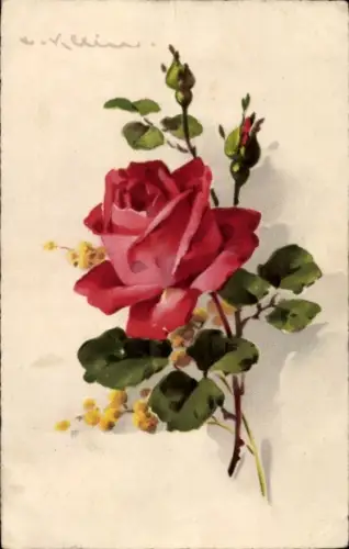 Künstler Ak Klein, Catharina, Rote Rose