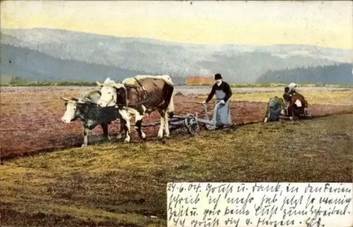 Ak Landwirtschaft, Bauer, Ochsengespann