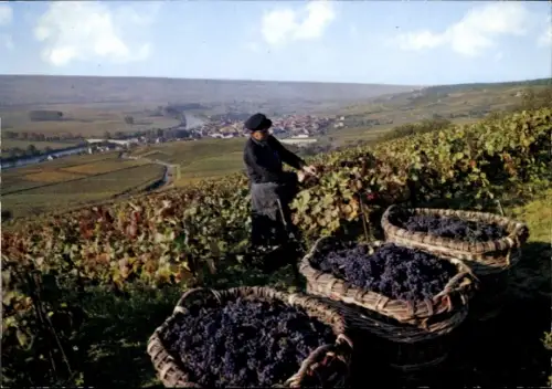 Ak Champenois Gravelotte Lothringen Moselle, Weinlese