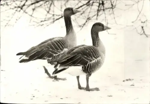 Ak Tierkalender 1982, Graugänse, Foto von Gerhard Budich