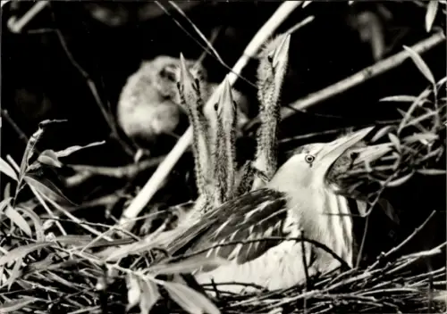 Ak Zwergrohrdommel mit Jungen, Tierportrait