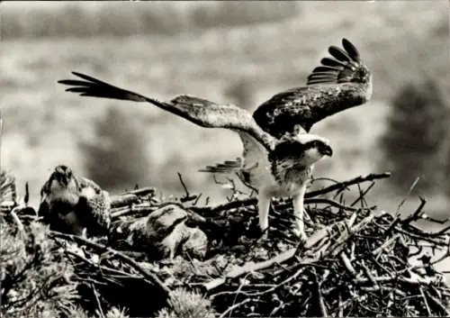 Ak Fischadlerhorst, Tierportrait