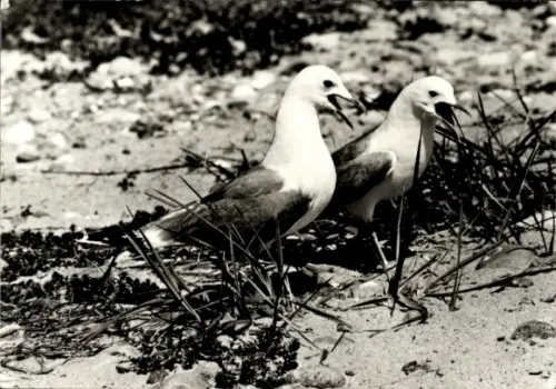 Ak Sturmmöwen, Tierportrait