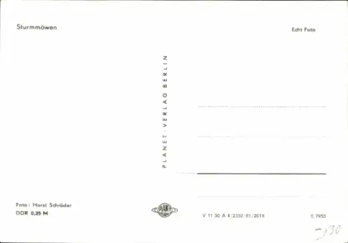 Ak Sturmmöwen, Tierportrait