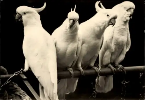 Ak Berlin Lichtenberg Friedrichsfelde, Tierpark Berlin, Kakadus