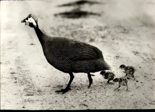 Ak Perlhuhn mit Küken, Tierportrait