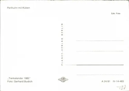 Ak Perlhuhn mit Küken, Tierportrait