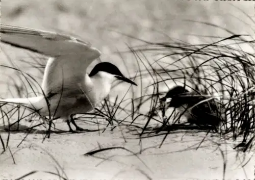 Ak Eine Seeschwalbe füttert ihr Junges in den Dünen