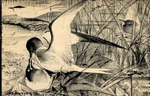 Künstler Ak Trauerseeschwalbe, Tierportrait