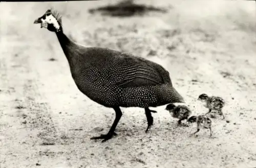 Ak Perlhuhn mit Küken, Tierportrait