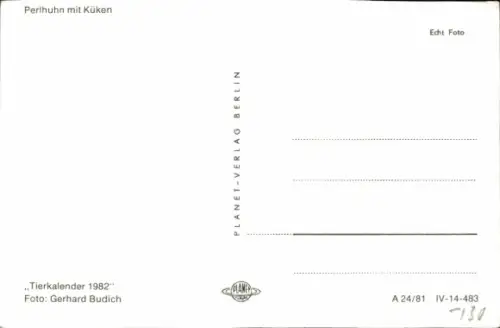 Ak Perlhuhn mit Küken, Tierportrait